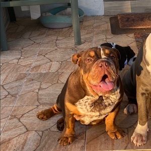 Breeding English Bulldog Triple Carrier